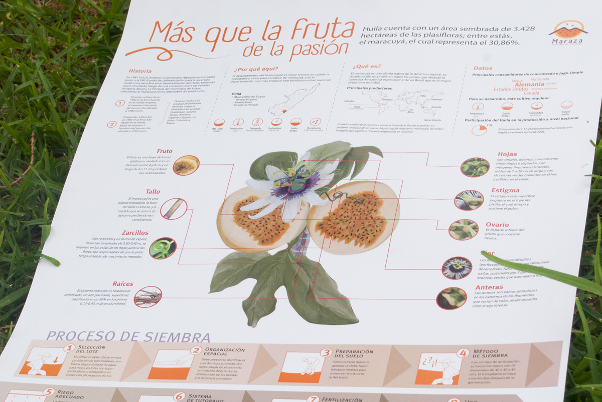 Infografía Maraza